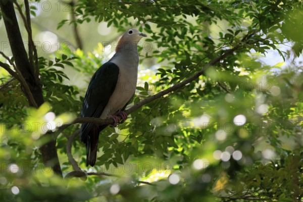 Bronze Fruit Dove (Ducula aenea), adult, on tree, alert, Singapore, Southeast Asia