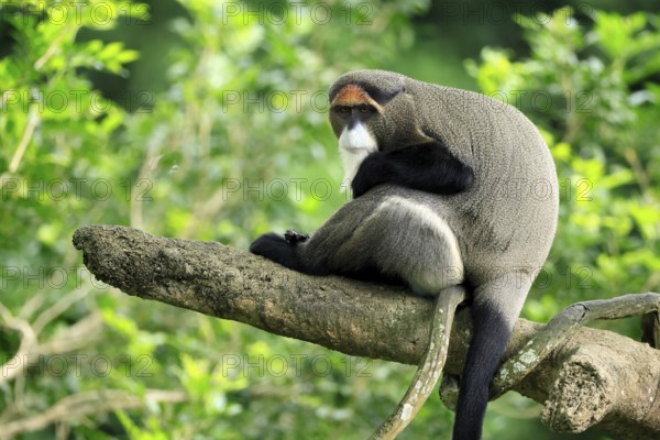 Brazzamere cat (Cercopithecus neglectus), adult, sitting, on tree, alert, Central Africa