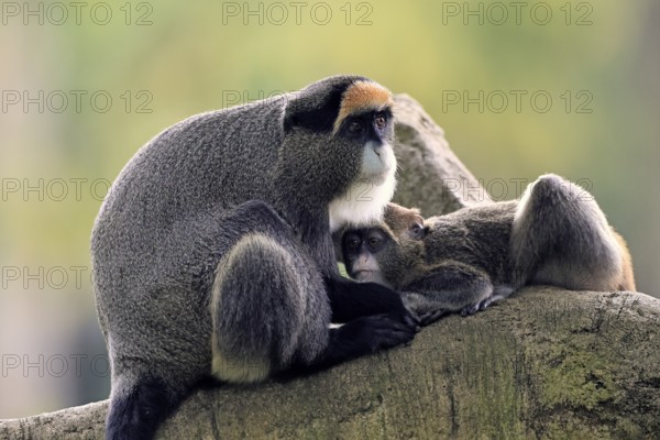 Brazzameer cat (Cercopithecus neglectus), adult, female, kitten, social behaviour, on tree, Central Africa