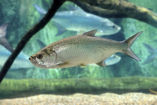 Atlantic tarpon (Megalops atlanticus), adult, in water, swimming, Atlantic Ocean, Singapore, captive