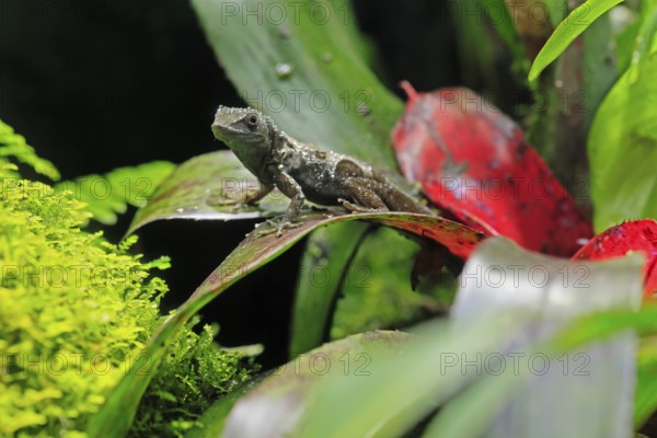 Graham's Anolis (Anolis grahami), Jamaican turquoise anole, adult, on leaf, Jamaica, Caribbean, captive, Singapore