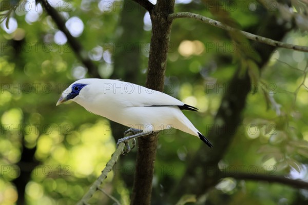 Bali mynah (Leucopsar rothschildi), Bali mynah, adult, on tree, alert, Bali, Singapore