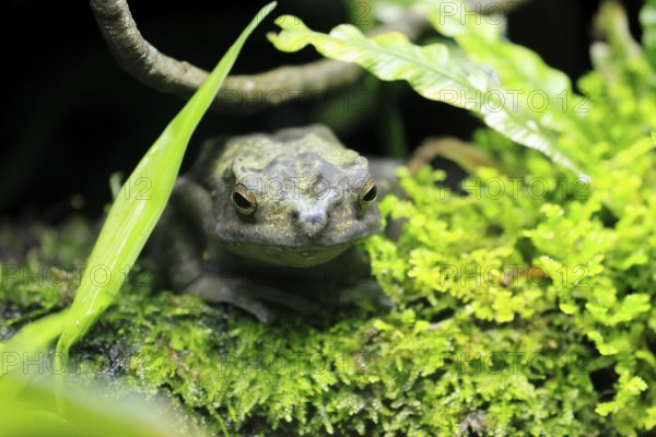 Tree toad (Rentapia hosii), adult, portrait, on land, Malay Peninsula, Southeast Asia, Singapore