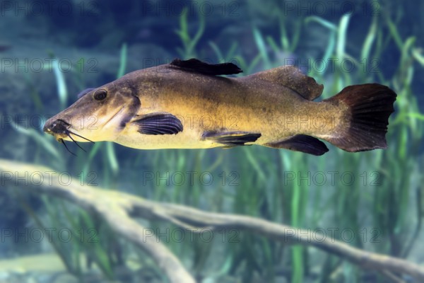 Eye-spotted catfish (Auchenoglanis occidentalis), adult, swimming, in water, Africa, captive, Singapore