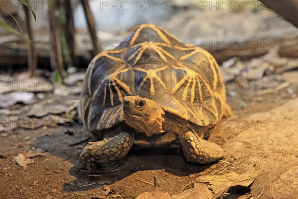 Burmese star tortoise (Geochelone platynota), adult, foraging, Myanmar, Asia, captive, Singapore