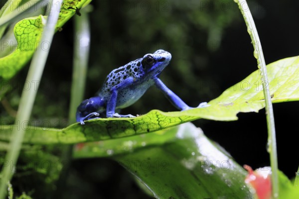 Blue poison dart frog, (Dendrobates tinctorius), adult, on leaf, alert, South America, captive