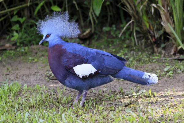 Blue-crested Crowned Pigeon (Goura cristata), adult, on the ground, foraging, alert, Indonesia, Southeast Asia, Singapore