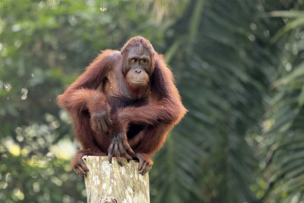Borneo Orang Utan (Pan Paniscus), adult, female, sitting, on tree trunk, endangered species, Borneo, Malaysia, Asia, Singapore, captive