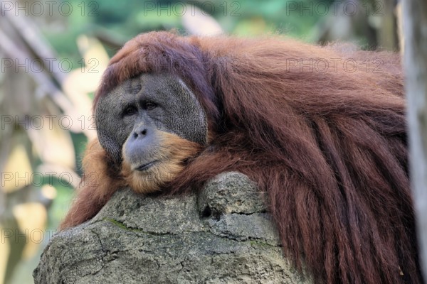 Borneo Orang Utan (Pan Paniscus), adult, male, portrait, resting, on rocks, endangered species, Borneo, Malaysia, Asia, Singapore, captive