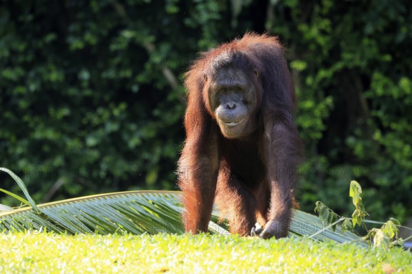 Borneo Orang Utan (Pan Paniscus), adult, female, on ground, endangered species, Borneo, Malaysia, Asia, Singapore, captive