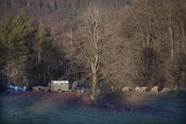 Shepherd with car and animal transporter with his sheep in a meadow, Egloffstein, Upper Franconia, Bavaria, Germany