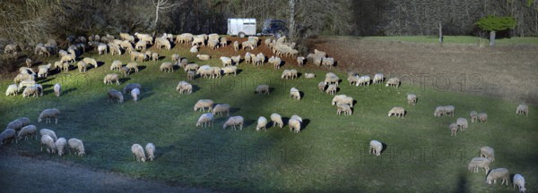 Shepherd with his sheep in a meadow, Egloffstein, Upper Franconia, Bavaria, Germany