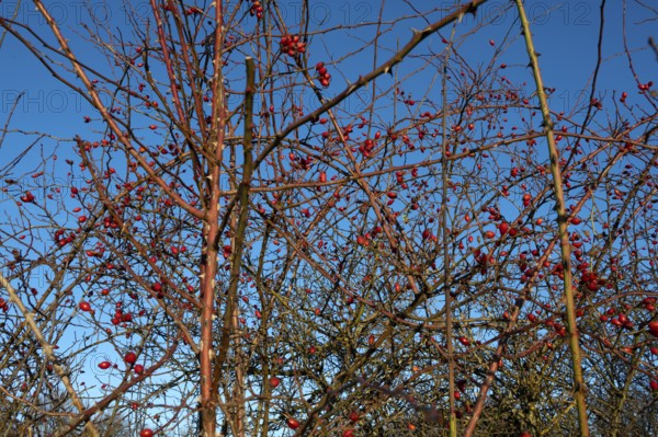 Rose hips (Rosa canina), blue sky, Franconia, Bavaria, Germany
