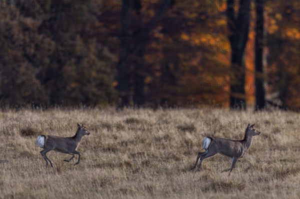 On the run, the mirror of the Sika deer (Cervus nippon) female and calf is clearly visible, subspecies Japanese Sika deer, autumn, Denmark