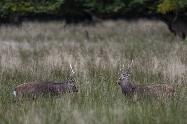 The sika deer (Cervus nippon) face each other threateningly, roll their eyes, there is no fight, subspecies Japanese Sika deer, rut, deer fight, Denmark
