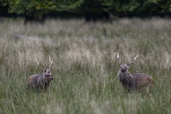 The sika deer (Cervus nippon) walk parallel to each other, roll their eyes and demonstrate strength to their opponent, subspecies Japanese Sika deer, rut, deer fight, Denmark