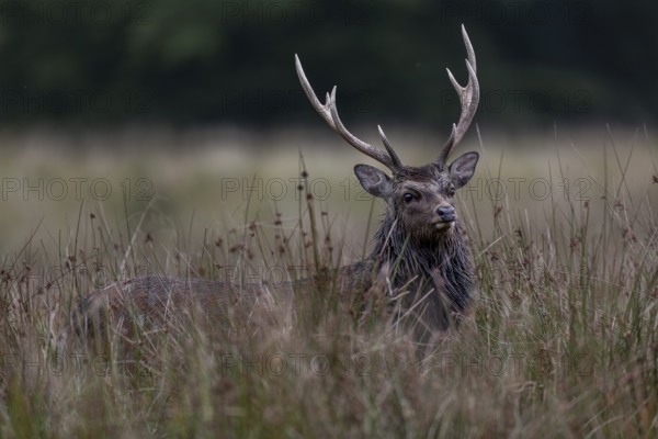 During the mating season, the sika deer (Cervus nippon) wears a distinctive rutting mane, subspecies Japanese Sika deer, rutting, Denmark