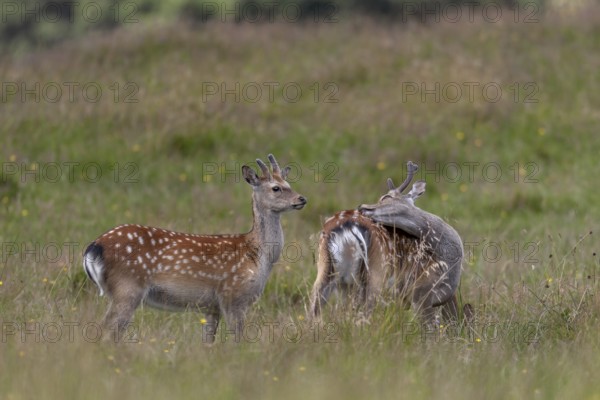 Sika deer (Cervus nippon) in bast, in summer also adult animals have light-coloured spots on the coat, subspecies Japanese Sika deer, summer coat, coat care, Denmark