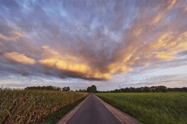 Grain field, trees, road, blue sky, cumulus clouds, stratocumulus clouds, evening light, Windmühlenweg, Gronau, Münsterland, Borken district, North Rhine-Westphalia, Germany