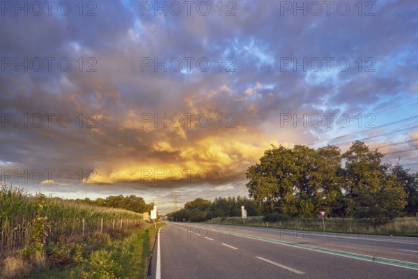Corn field, meadow, trees, cumulus clouds, stratocumulus clouds, evening light, Bundesstraße B54, Gronau, Münsterland, Borken district, North Rhine-Westphalia, Germany