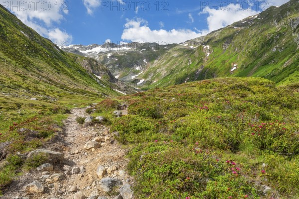 Hiking along the Mur, Murursprung, Alpenrosen, Muhr, National Park Community, UNESCO Lungau Biosphere Reserve, Lungau, Salzburg