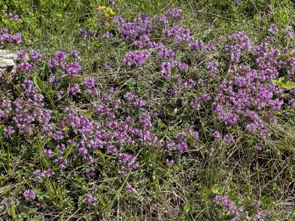 Flowers of sand thyme (Thymus serpyllum) in botanical alpine garden at Col du Mont-Cenis, Savoie, France