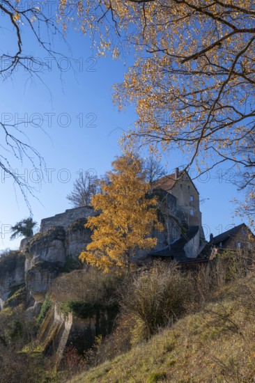 Autumnal birch (Betula) in front of Pottenstein Castle, created around 1070, Pottenstein, Upper Franconia, Bavaria, Germany