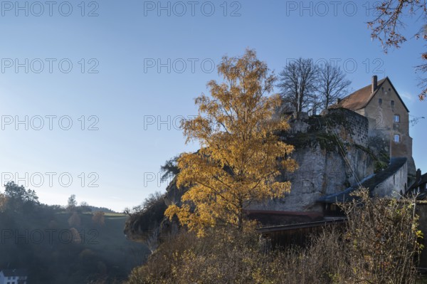 Autumnal birch (Betula) in front of Pottenstein Castle, created around 1070, Pottenstein, Upper Franconia, Bavaria, Germany