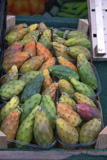 Fresh figs (Ficus carica) in a box, Franconia, Bavaria, Germany