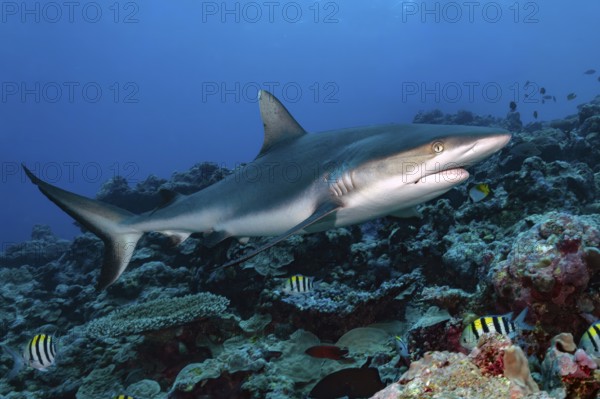 Underwater photo of large specimen of great Grey reef shark (Carcharhinus amblyrhynchos) swimming over reef edge edge of tropical coral reef at up to 8850 m deep Yap Trench in western Pacific Ocean directly past viewer, Pacific Ocean, Yap Island, Yap State, Caroline Islands, FSM, Federated States of Micronesia, Australia, Oceania