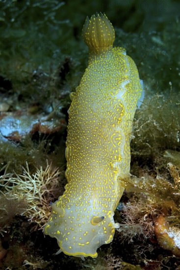 Variable Yellow-violet star snail (Felimare picta) old name (Hypselodoris picta) alternative name (Hypselodoris elegans) Nudibranch, gill-breather crawls between hydrozoans (Hydrozoa) and seaweed, Mediterranean Sea