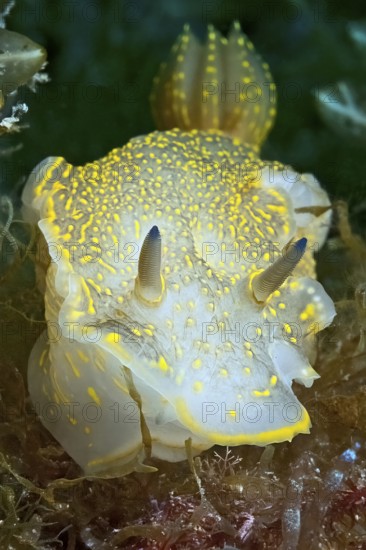 Variable Yellow-violet star snail (Felimare picta) old name (Hypselodoris picta) alternative name (Hypselodoris elegans) Nudibranch, gill-breather, crawls between hydrozoans (Hydrozoa) and marine algae, Mediterranean Sea
