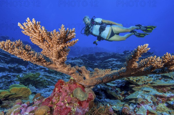 Underwater photo Diver looking at intact large staghorn coral (Acropora) without coral bleaching, Pacific Ocean, Yap Island, Yap State, Caroline Islands, Federated States of Micronesia FSM, Australia, Oceania