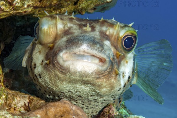 Brown spotted hogfish (Diodon holocanthus) Longspine hogfish hiding in narrow crevice of coral reef looking directly at observer, Red Sea, Gulf of Aqaba