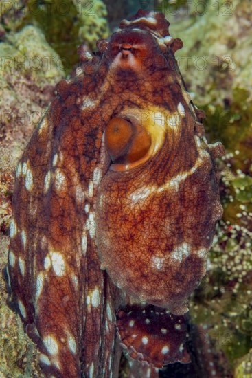 Common octopus (Octopus vulgaris) Octopus Cephalopod eight-armed squid erects itself changes skin colour for camouflage, lives worldwide in all temperate to tropical seas, international