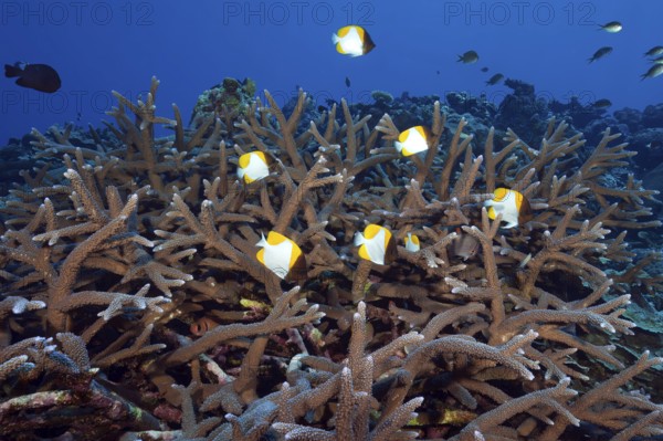 Underwater photo Group of small school of fish Pyramid butterflyfish (Hemitaurichthys polylepis) swimming over fragile staghorn coral (Acropora stony coral) Small polyp stony coral in coral reef threatened by climate change, Pacific Ocean
