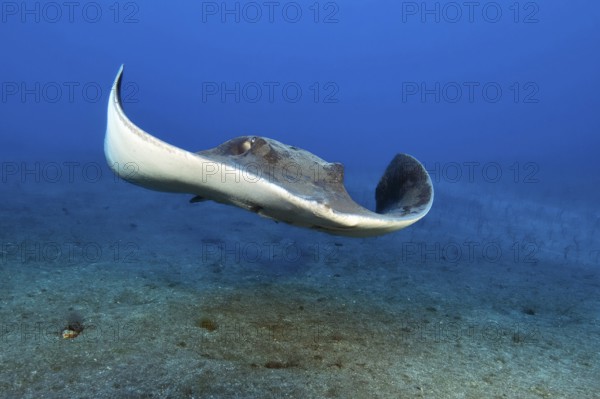 Rush-tailed stingray (Bathytoshia centroura) synonym (Dasyatis centroura) swimming towards observer, Eastern Atlantic, Canary Islands, Spain