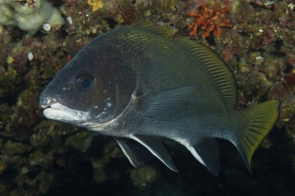 Underwater photo of grey mullet (Sciaena umbra) food fish hiding in grotto, Mediterranean Sea, Majorca, Balearic Islands, Spain