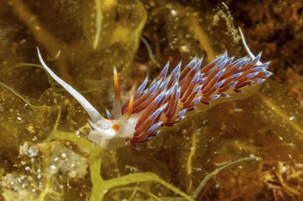 Underwater photo Migratory thread snail (Cratena peregrina) Nudibranch feeding on hydrozoa, Mediterranean Sea, Giglio Island, Tuscany, Italy