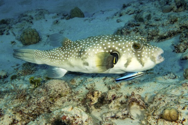 Symbiotic behaviour Symbiosis of white-spotted pufferfish (Arothron hispidus) being freed from parasites by Bluestreak cleaner wrasse (Labroides dimidiatus), Indian Ocean, Mauritius
