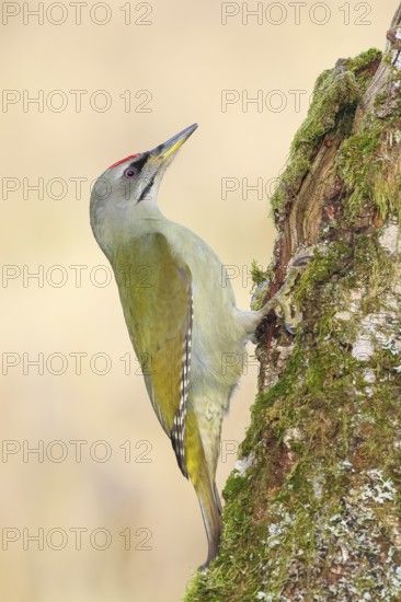 Grey-headed woodpecker (Picus canus), or great spotted woodpecker, male at a birch overgrown with moss, wildlife, woodpeckers, nature photography, Neunkirchen, autumn, Siegerland, North Rhine-Westphalia, Germany