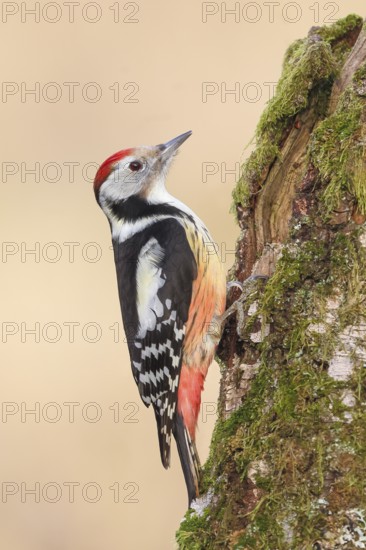 Middle spotted woodpecker (Dendrocopos medius), on a birch overgrown with moss, wildlife, woodpeckers, nature photography, Neunkirchen, autumn, Siegerland, North Rhine-Westphalia, Germany
