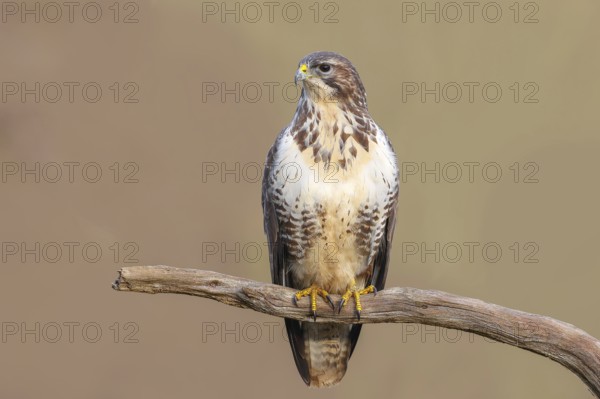 Buzzard (Buteo buteo) sitting attentively on a branch, wildlife, animals, birds, bird of prey, nature photography, Siegerland, North Rhine-Westphalia, Germany