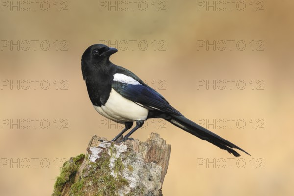 Magpie, (Pica pica) sitting on a birch overgrown with moss, wildlife, corvid, nature photography, Siegerland, North Rhine-Westphalia, Germany