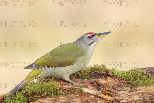 Grey-headed Woodpecker (Picus canus), Grasspecker or Pileated Woodpecker, male sitting on a moss-covered tree stump, Wildlife, Woodpeckers, Nature photography, Neunkirchen, autumn, Siegerland, North Rhine-Westphalia, Germany