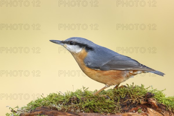 Nuthatch (Sitta europaea) sitting attentively on a moss-covered root, wildlife, nature photography, Neunkirchen, autumn, Siegerland, North Rhine-Westphalia, Germany