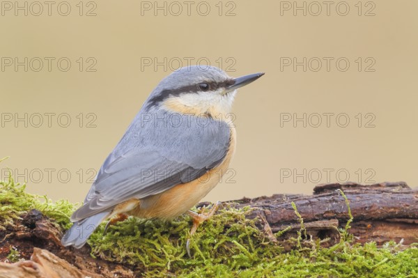 Nuthatch (Sitta europaea) sitting on a moss-covered root, wildlife, nature photography, Neunkirchen, autumn, Siegerland, North Rhine-Westphalia, Germany