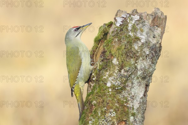 Grey-headed woodpecker (Picus canus), or great spotted woodpecker, male at a birch overgrown with moss, wildlife, woodpeckers, nature photography, Neunkirchen, autumn, Siegerland, North Rhine-Westphalia, Germany