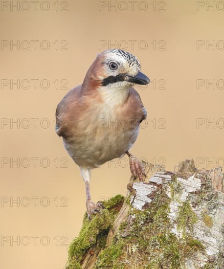 Eurasian Jay (Garrulus glandarius) sitting on a birch overgrown with moss, wildlife, corvid, nature photography, Siegerland, North Rhine-Westphalia, Germany