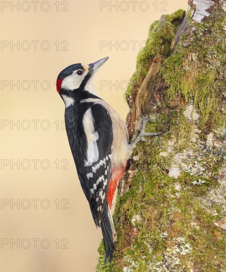 Great spotted woodpecker (Dendrocopus major), male on a birch overgrown with moss, wildlife, woodpeckers, nature photography, Neunkirchen, autumn, Siegerland, North Rhine-Westphalia, Germany